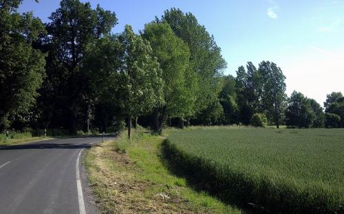 Grüne Straße Richtung Zschortau